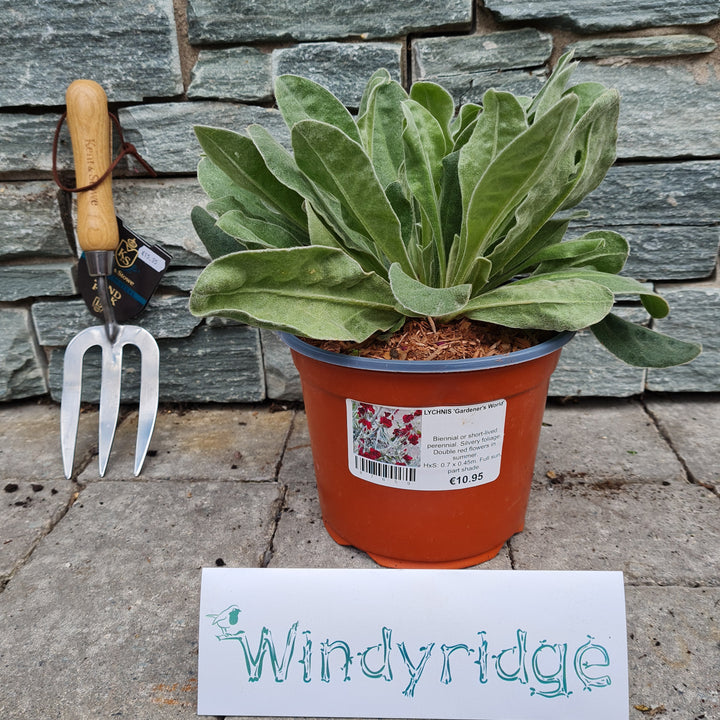 LYCHNIS-Gardeners-World-Potted-1