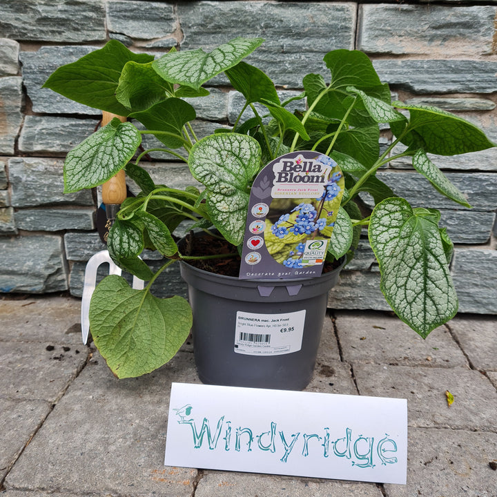 BRUNNERA mac. Jack Frost