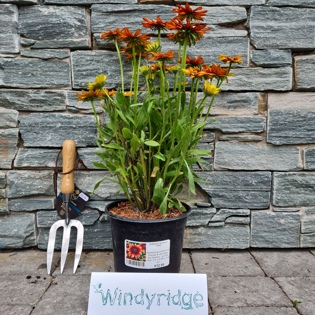 RUDBECKIA Summerina Orange