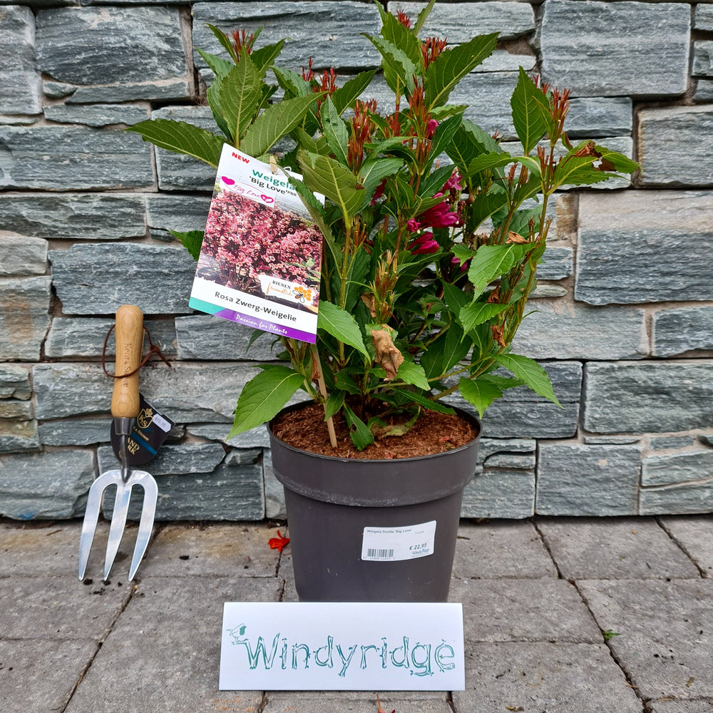 Weigela-florida-Big-Love-Potted