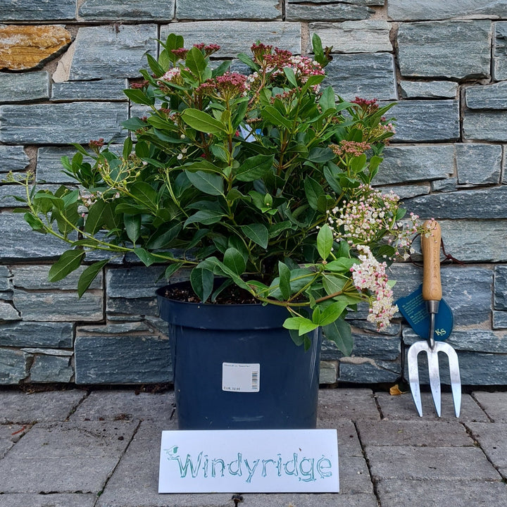 Viburnum tin. Gwenllian