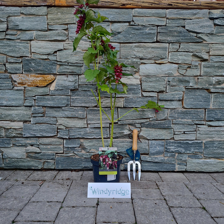 Leycesteria formosa