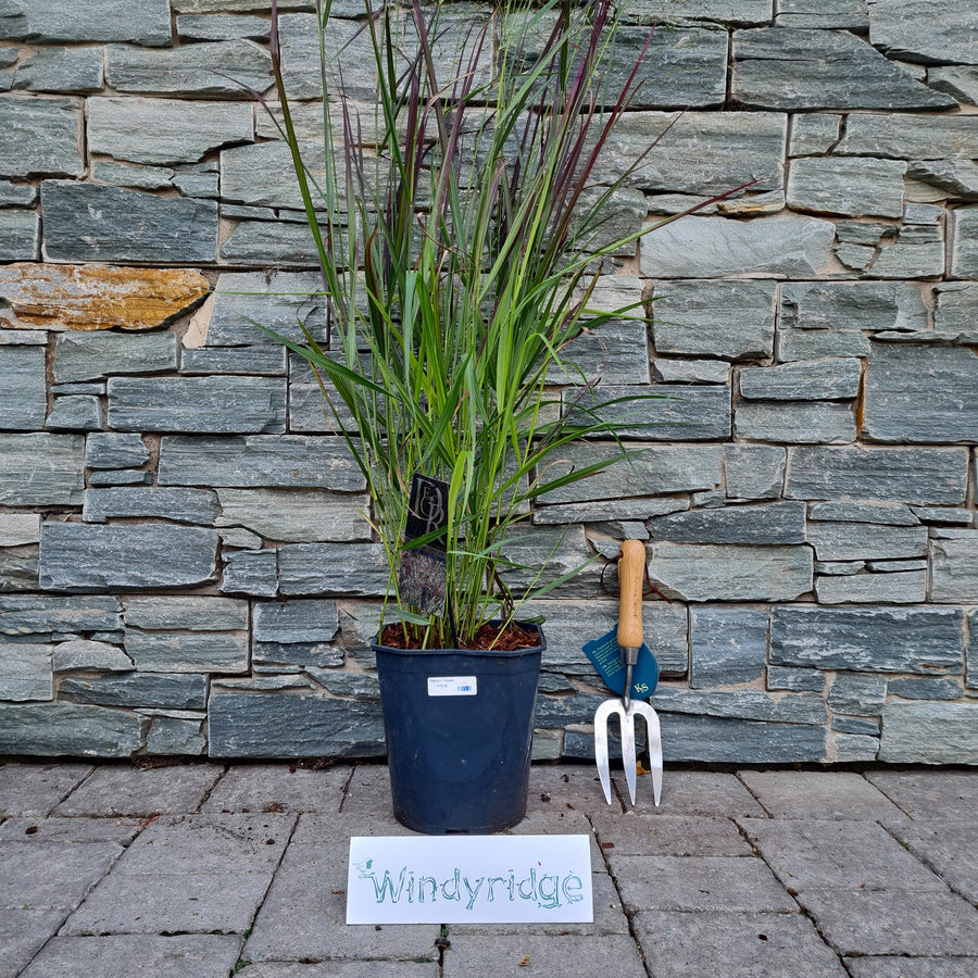 Panicum-Squaw-Potted-1