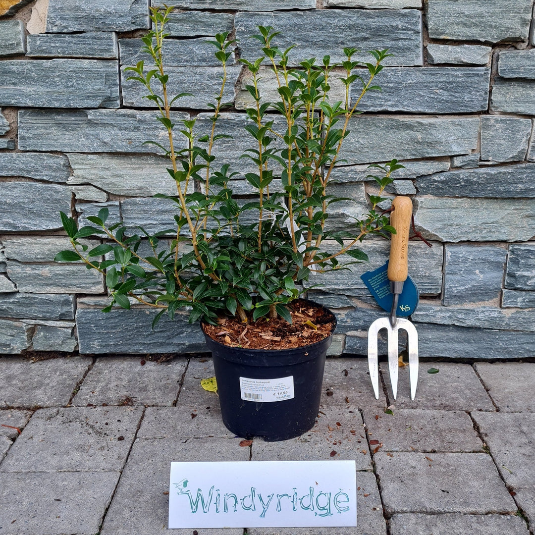 Osmanthus burkwoodii  3 Ltr pot