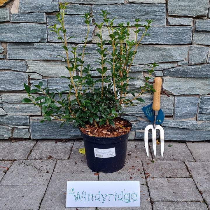 Osmanthus burkwoodii  3 Ltr pot