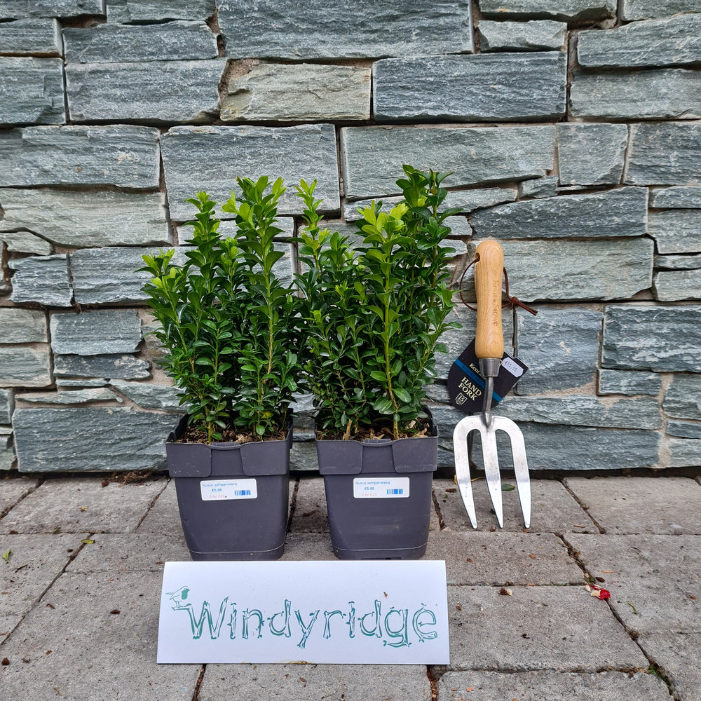 Buxus hedging Windyridge