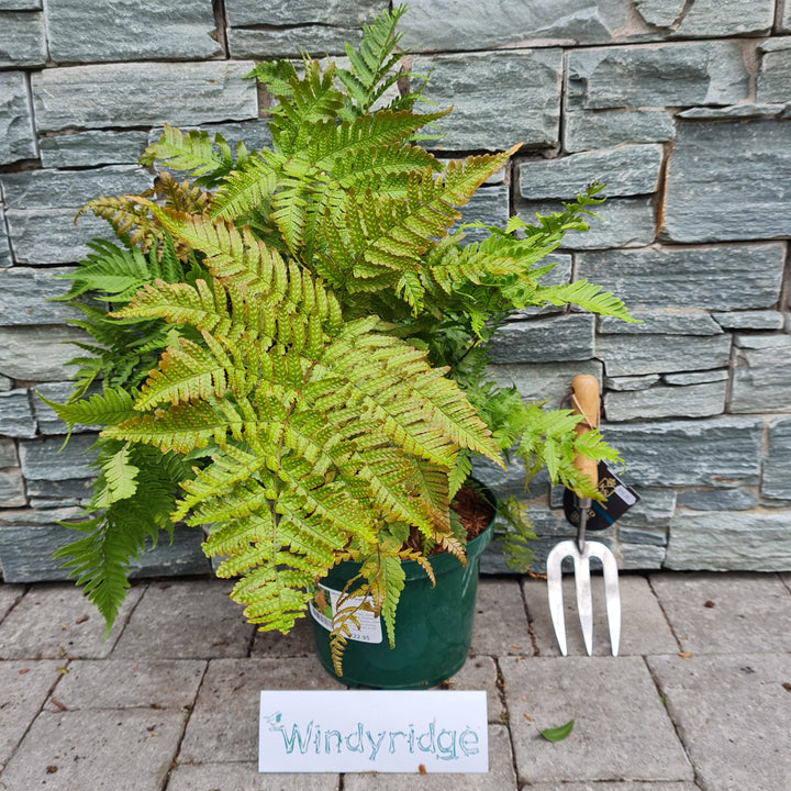 DRYOPTERIS-erythrosora-Potted