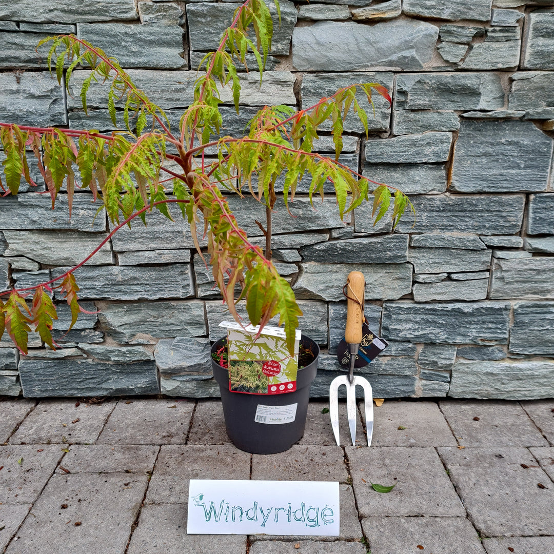 Rhus-typh.-Tiger-Eyes-Potted