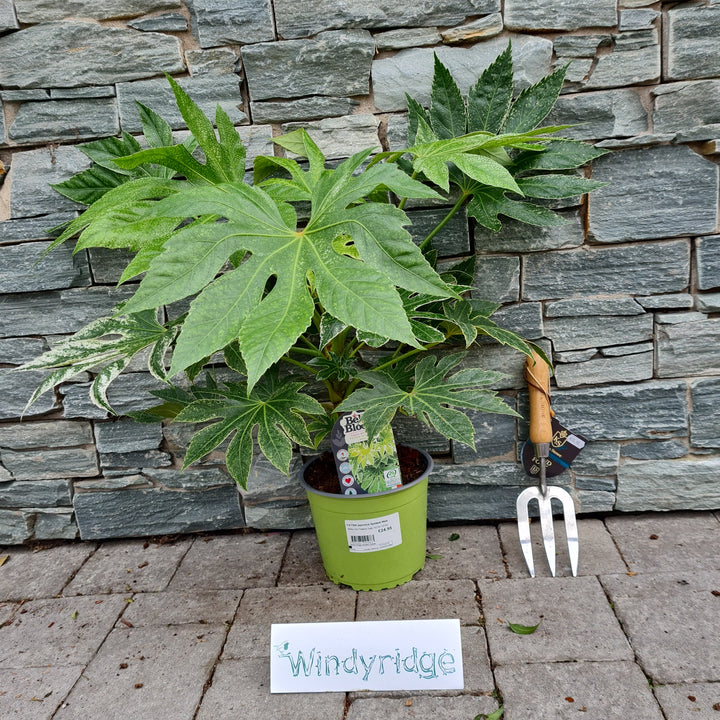 FATSIA japonica Spiders Web