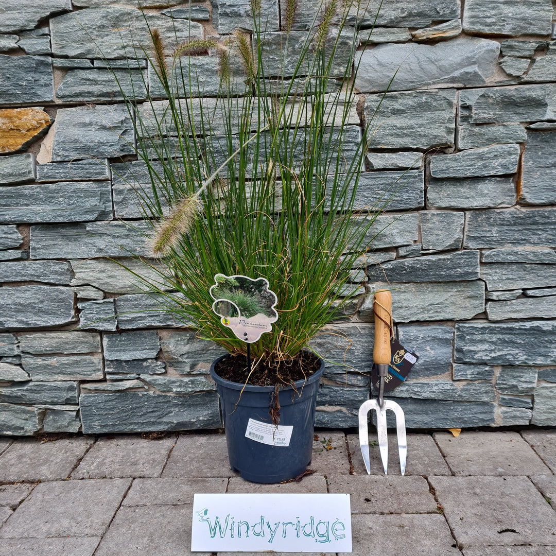 Pennisetum-alop.-Hameln-potted-1