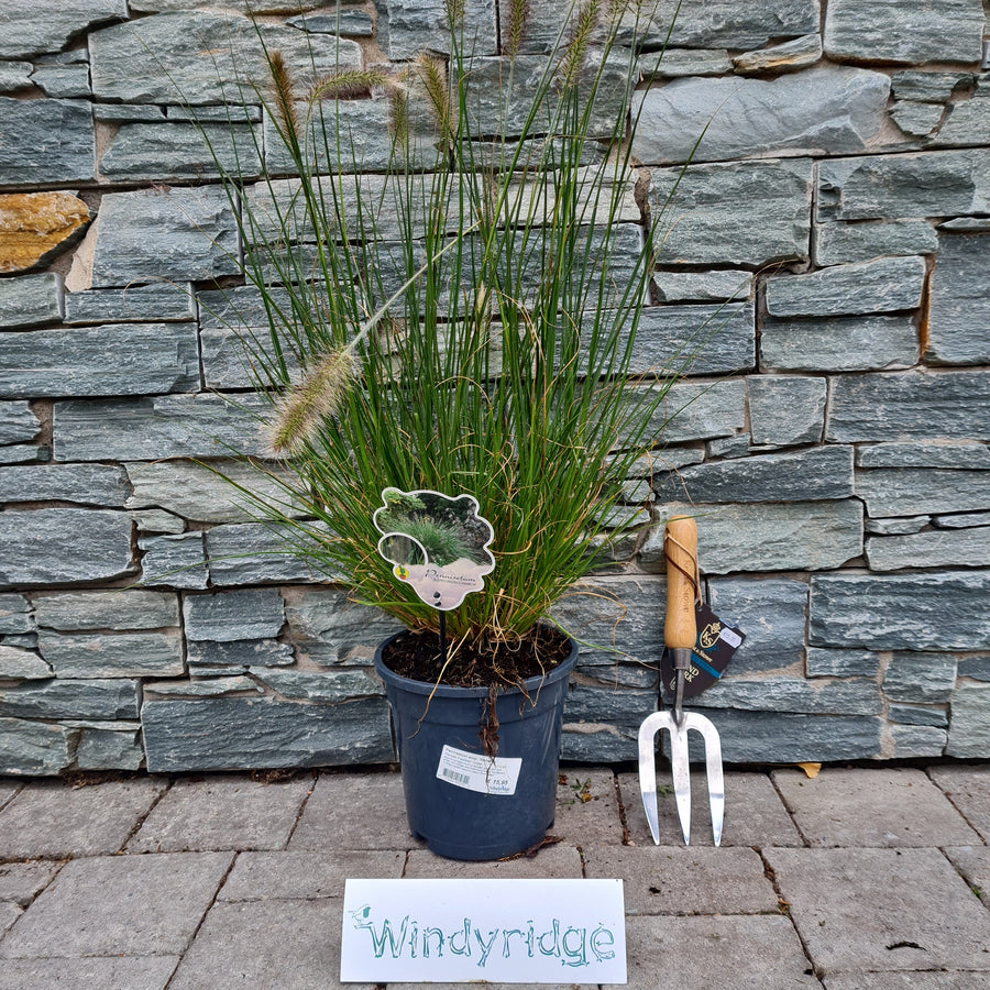 Pennisetum-alop.-Hameln-potted-1