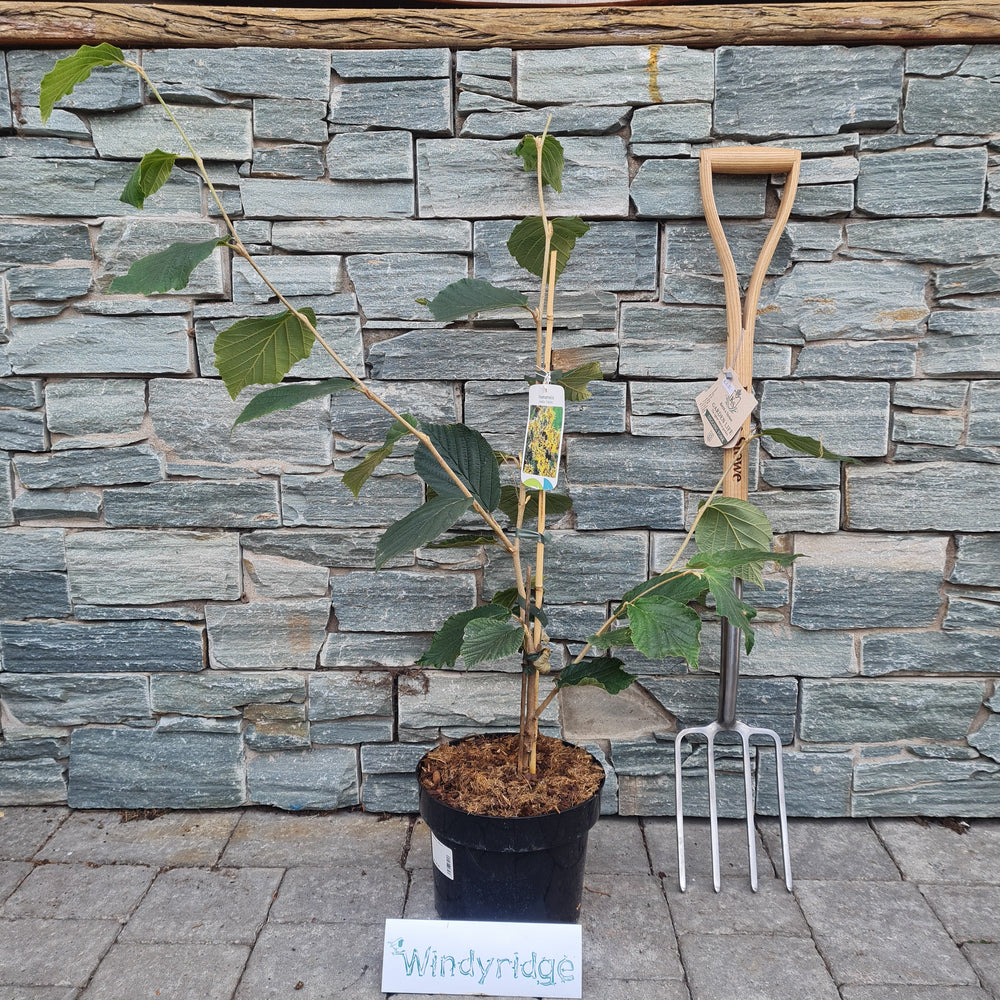 Hamamelis-int.-Arnold-Promise-Potted