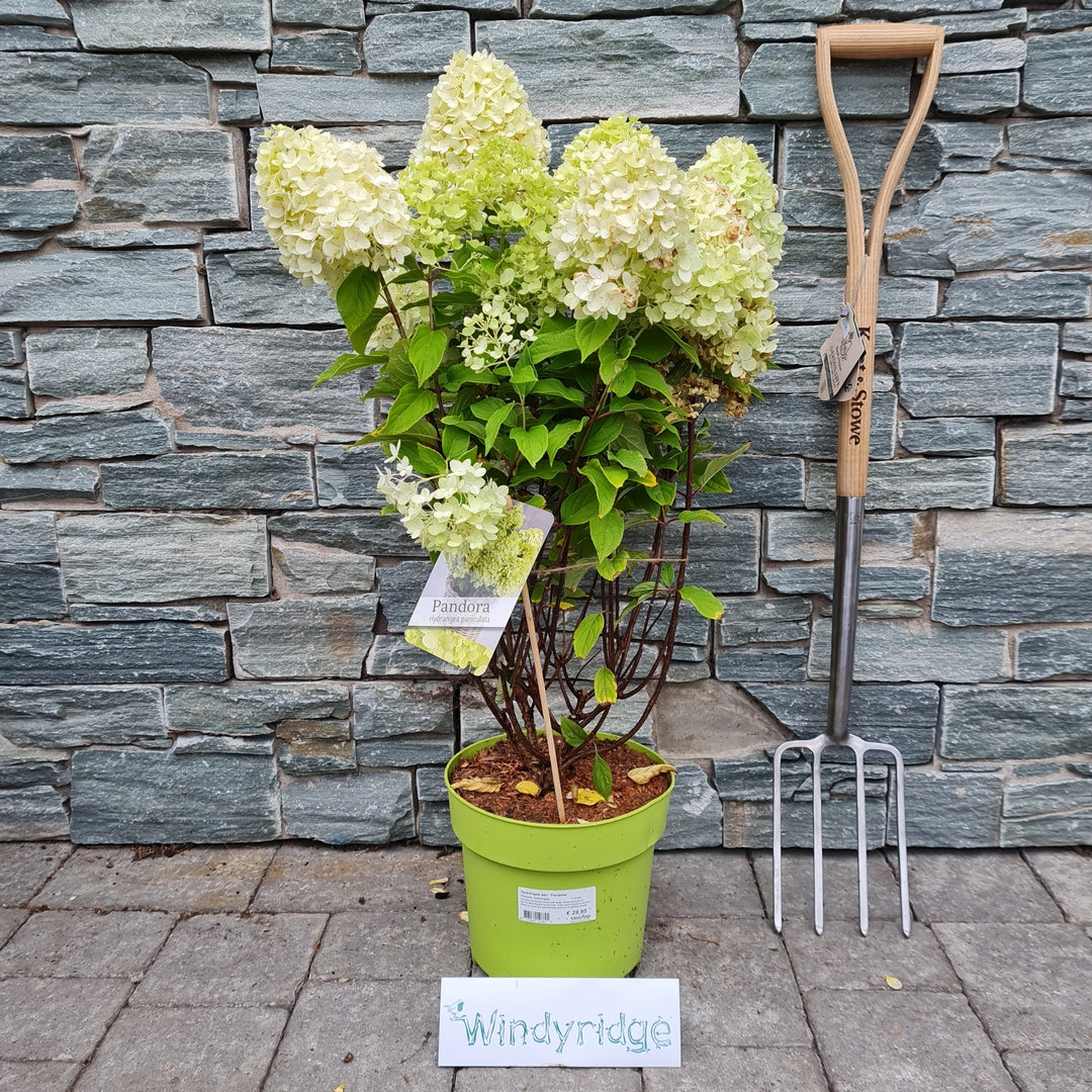 Hydrangea pan. Pandora  6 Ltr pot