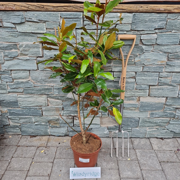 Magnolia grandiflora Little Gem   5 Ltr pot