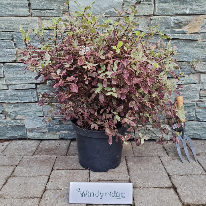 PITTOSPORUM tenu.Bannow Bay    7.5L