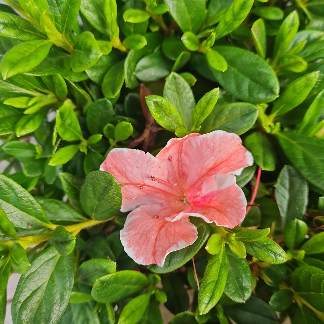 Rhododendron  Encore Sunburst  / 3 Ltr pot