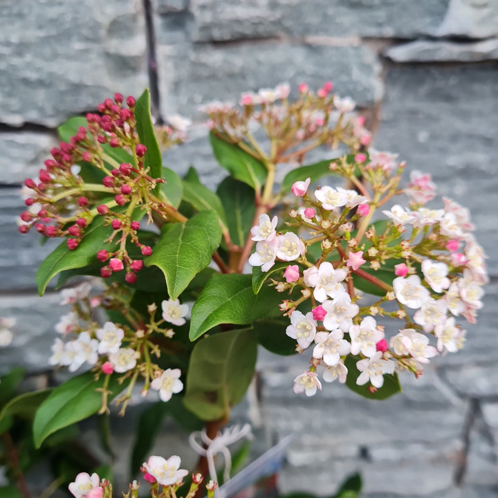 Viburnum tin. Gwenllian