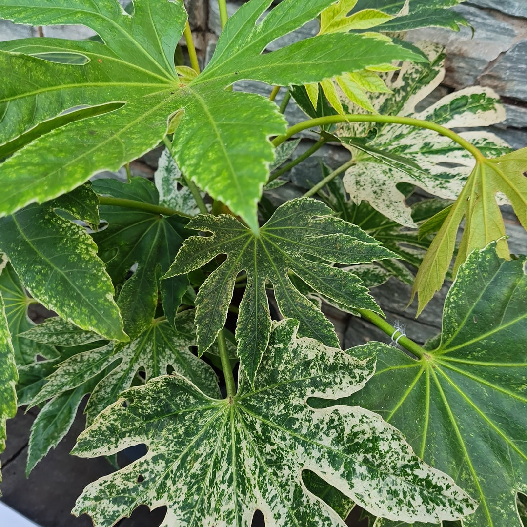 Fatsia japonica Spiders Web