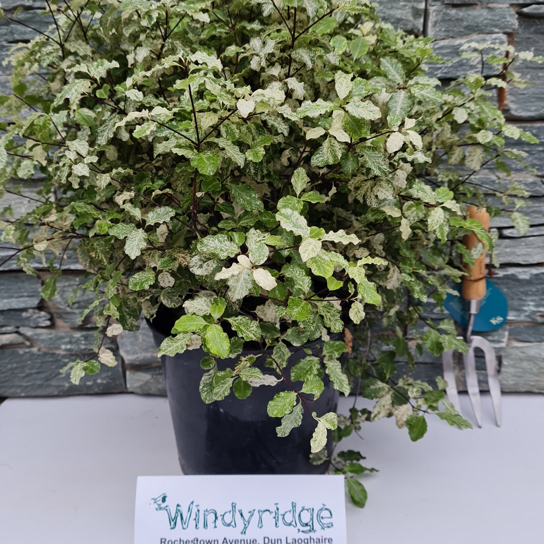 PITTOSPORUM tenu.Irene Patterson    7.5L