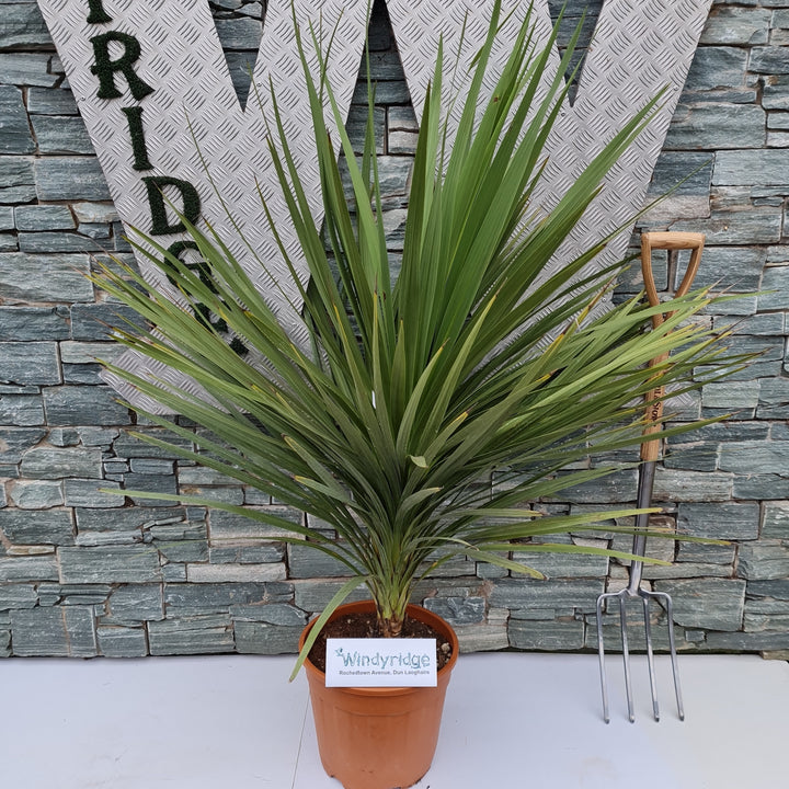 CORDYLINE AUSTRALIS CLT 18 H 125  CM    STELO SING.