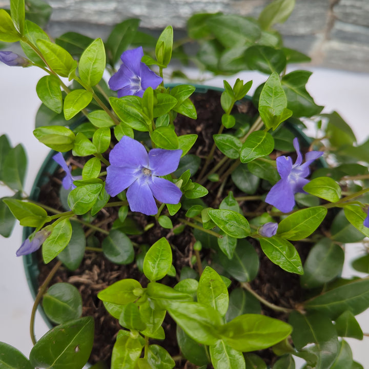 Vinca minor