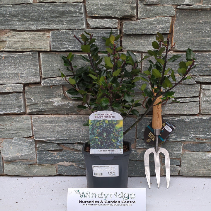 Ilex meserveae Blue Prince  2L square pot