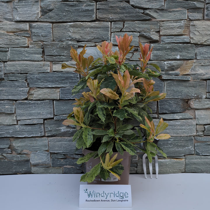 PHOTINIA S. PINK CRISPY