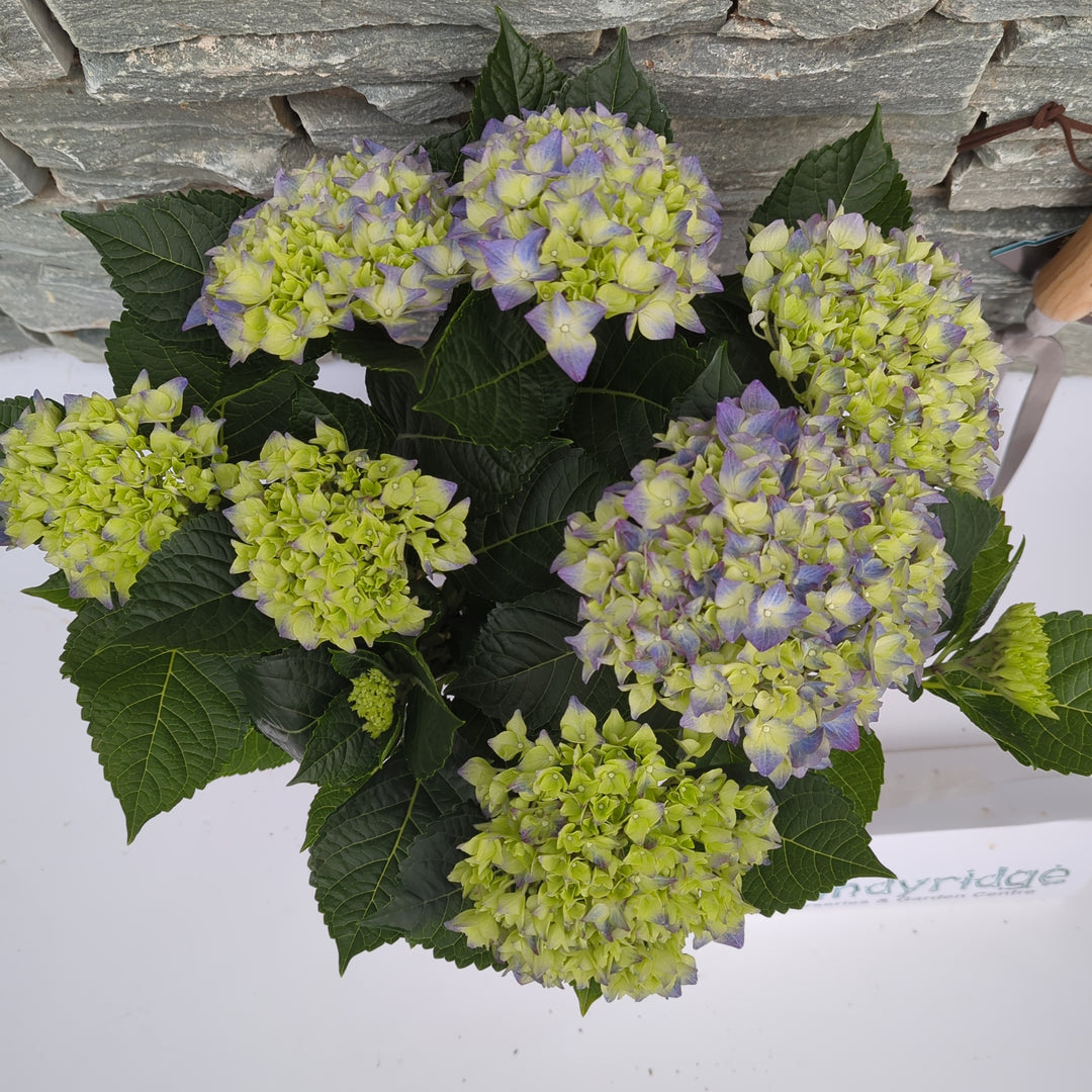 Hydrangea blue(indoor)