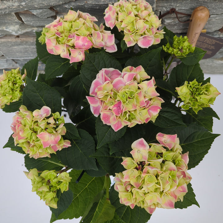 Hydrangea pink(indoor)