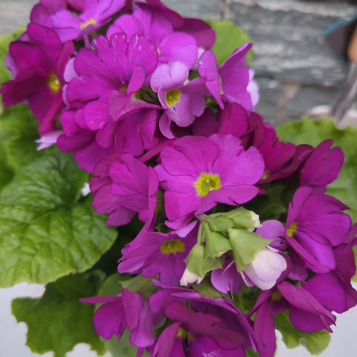 Primula Sweet Kisses violet  P12