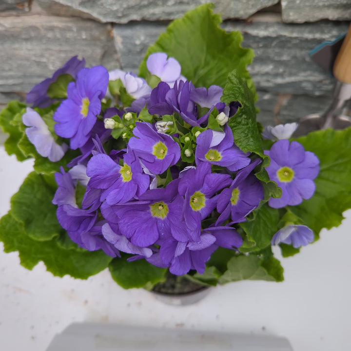 Primula Sweet Kisses blue  P12