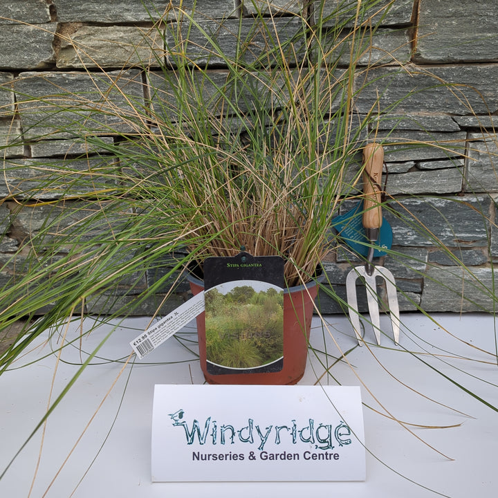 STIPA gigantea