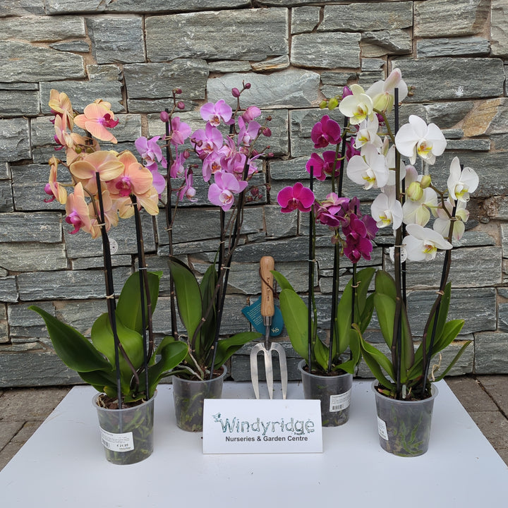 Phalaenopsis Eco mix 3 stem