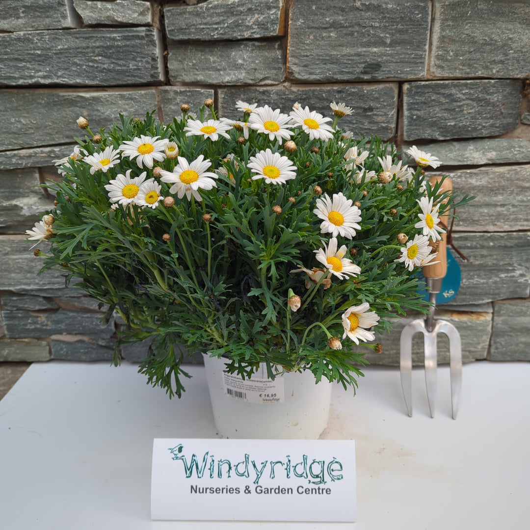 Argyranthemum frutescens(white)  P18