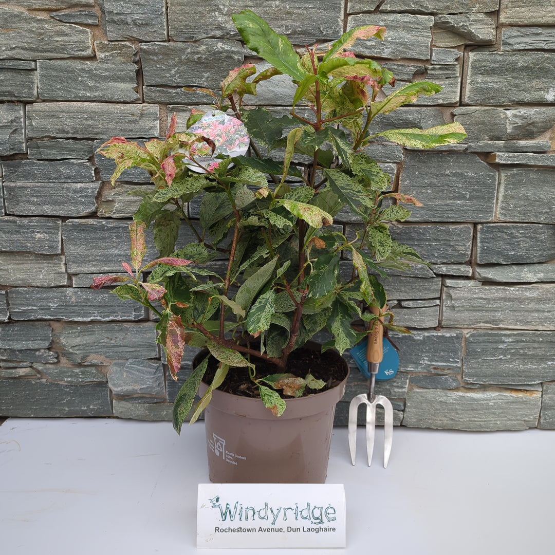 PHOTINIA S. PINK CRISPY