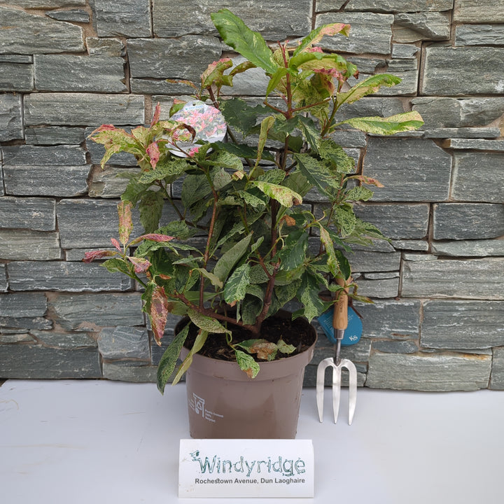 PHOTINIA S. PINK CRISPY