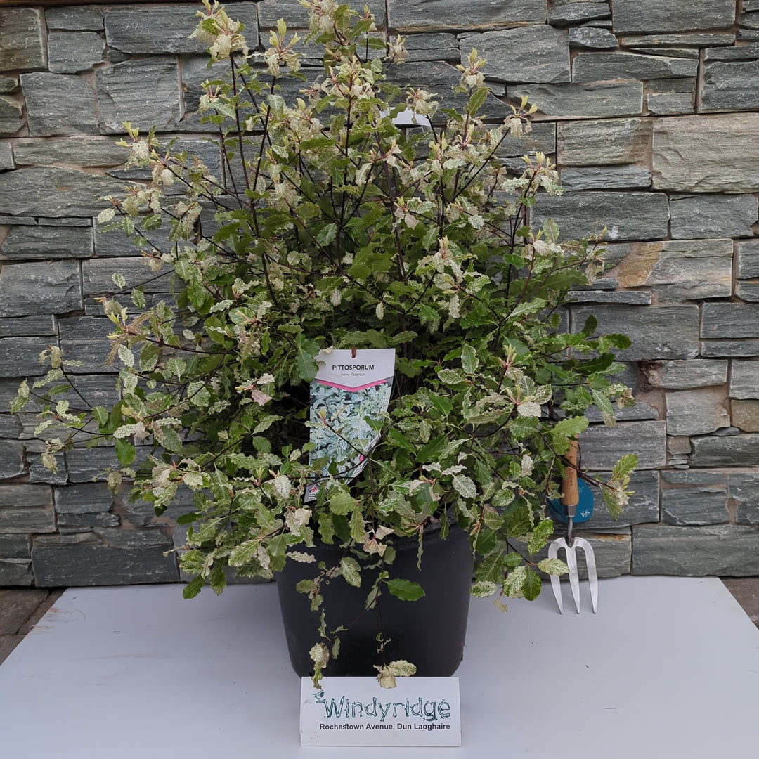 PITTOSPORUM Irene Patterson    70 20L