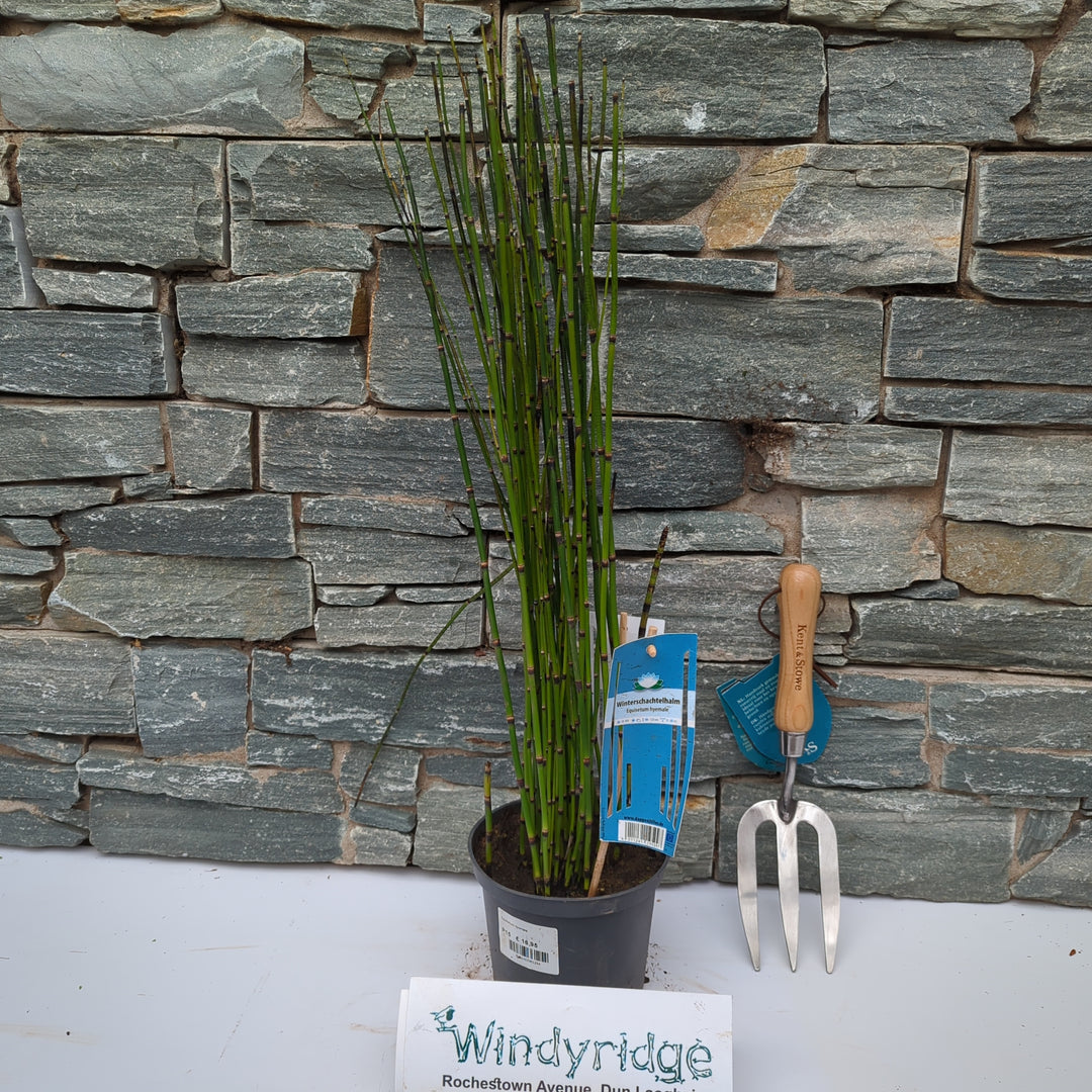 Equisetum hyemale heavy xxl