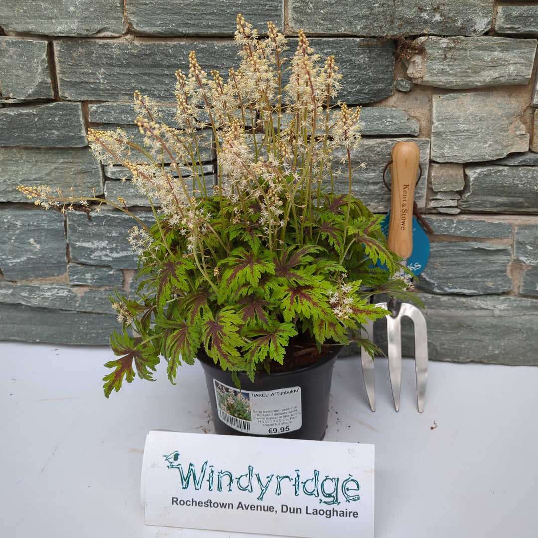 TIARELLA Timbuktu