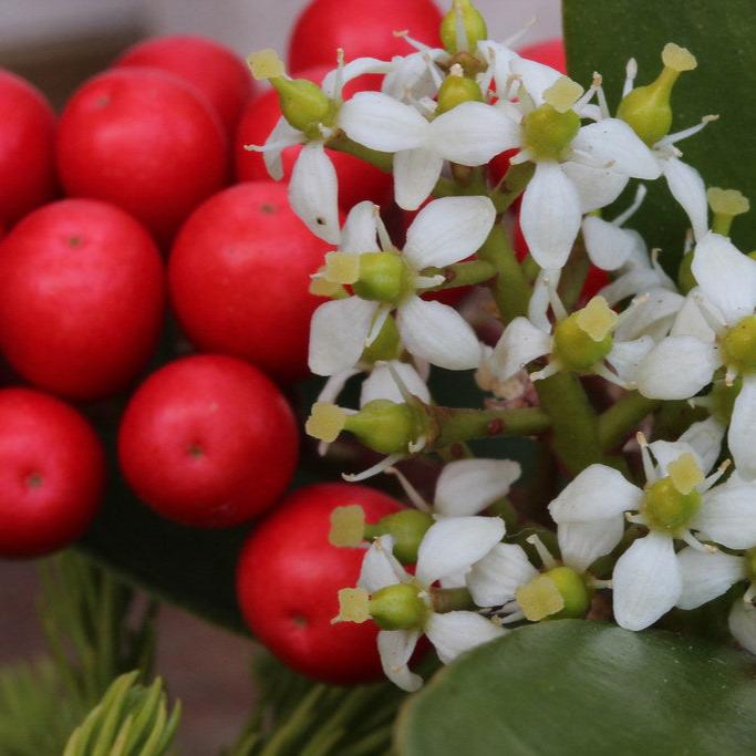 Skimmia jap. Temptation  C2  6-8 tros