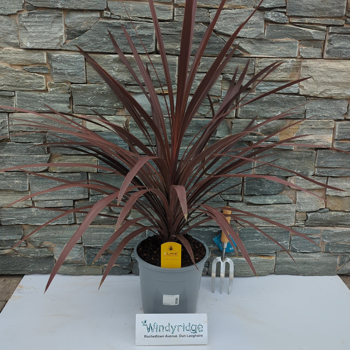 Cordyline aus. Red Star