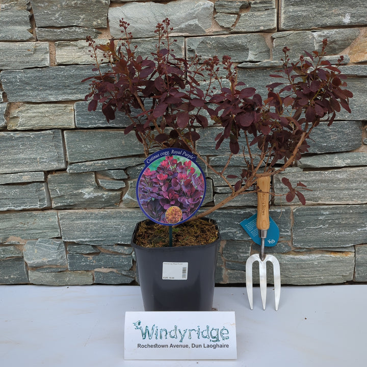 Cotinus cog. Royal Purple