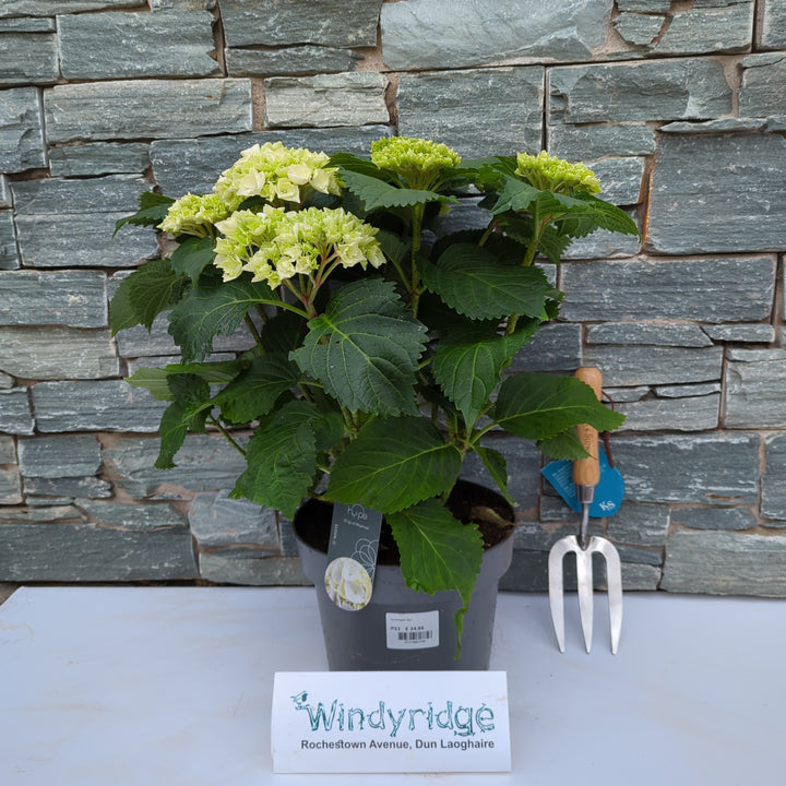 Hydrangea mac. Mophead White