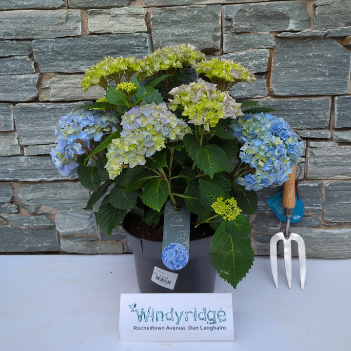 Hydrangea mac. Mophead Blue