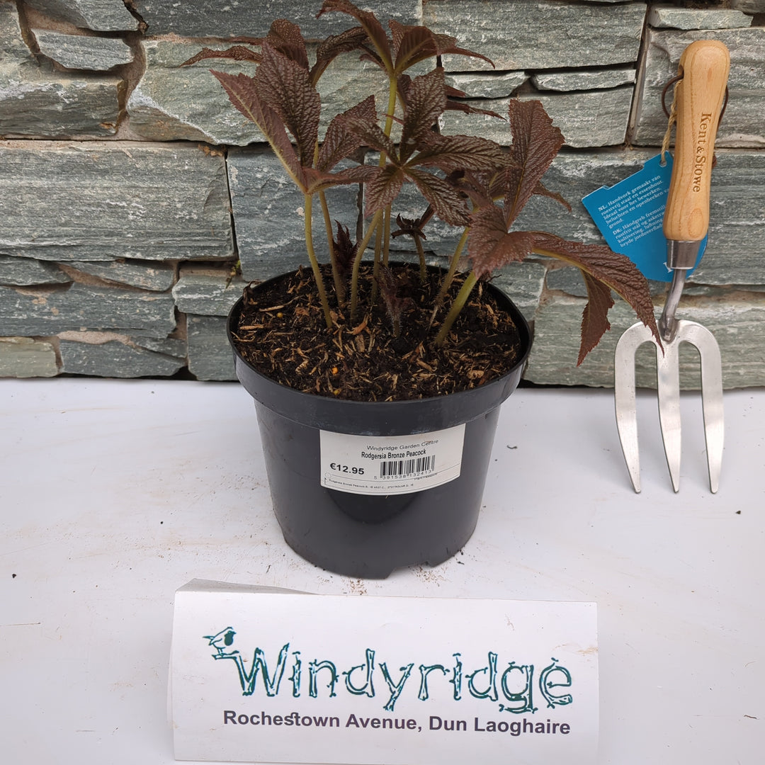 Rodgersia Bronze Peacock