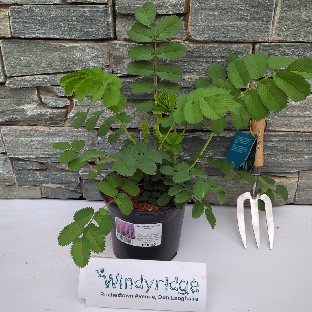 SANGUISORBA Lilac Squirrel