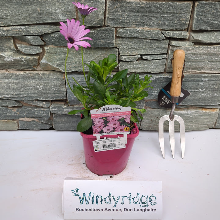 Osteospermum Cannington Roy