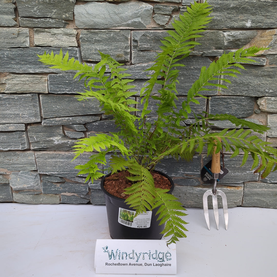 Ostrich Fern Matteuccia struthiopteris (5Ltr Pot)