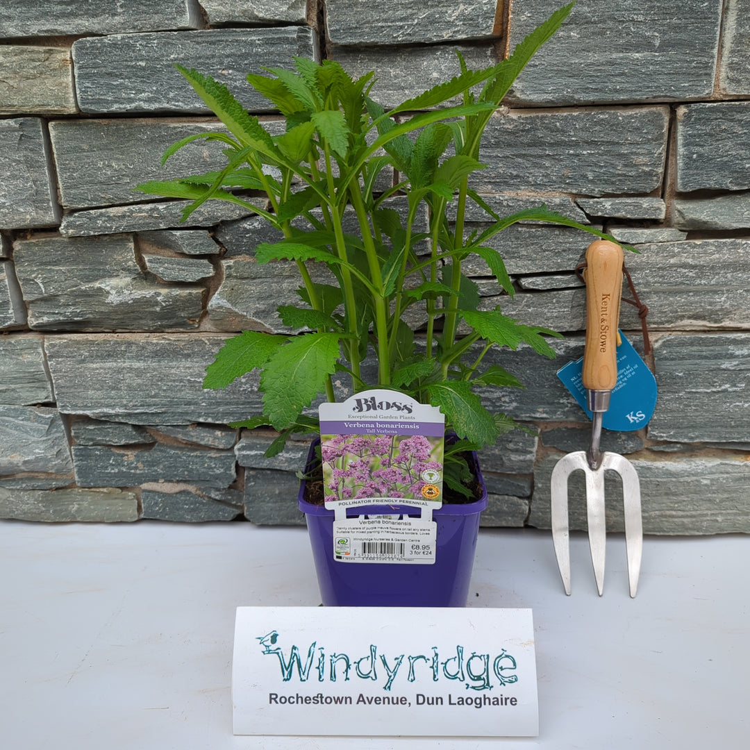 Verbena bonariensis 2 ltr