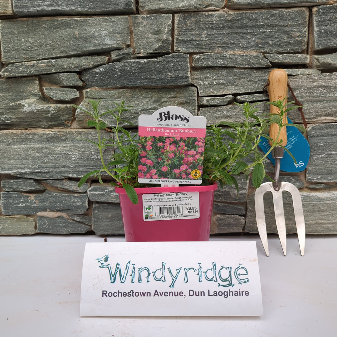 Rock Rose Helianthemum  Bunbury (2Ltr Pot)